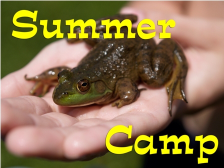 frog_4126c 2 frog_4126c 2