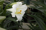 lily_4719cn 3