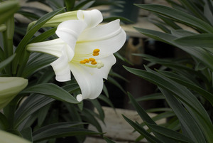 lily_4719cn 2 lily_4719cn 2